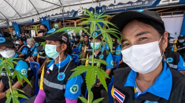 태국 정부는 대마 재배를 장려하기 위해 지역 농가에 대마 묘목 100만 그루를 무료로 배포했다.    ©BBC코리아